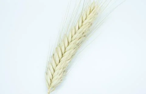 Spike rye on a white background Stock Photos