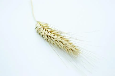 Spike rye on a white background Stock Photos