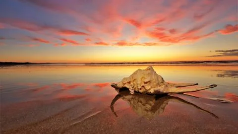 Spike Sea Shell On Beach Reflection Sands Stock Photos