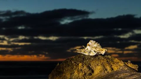 Spike Sea Shell Stock Photos