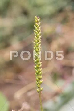 Spike seeded grass. macro Stock Photos