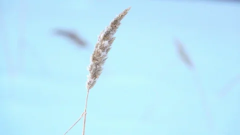 Spike in the snow sways in the wind Stock Footage 119280036