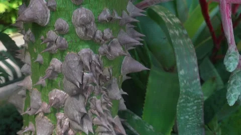 A spike tree Stock Footage 243463152