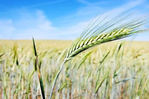 Spike of wheat on field Stock Photos