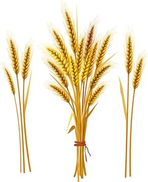 Spike of wheat Stock Illustration
