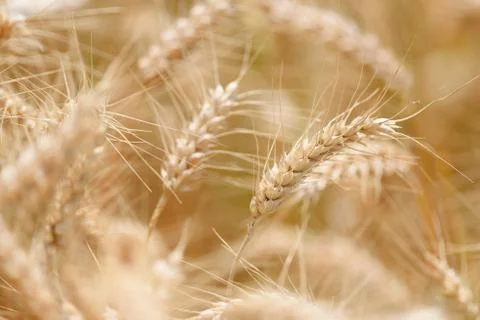Spike of Wheat Stock Photos