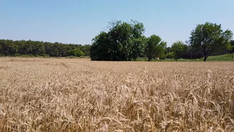 Spike of wheat swaying with the wind Stock Footage 142558244