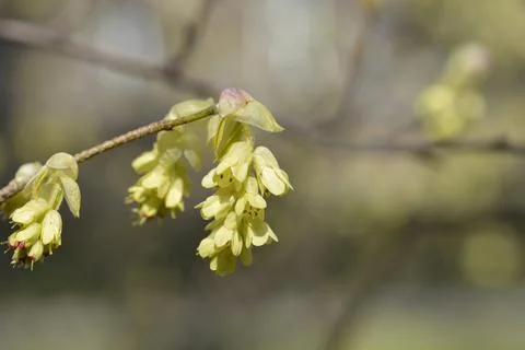 Spike witch hazel Stock Photos