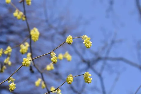 Spike witch hazel Stock Photos