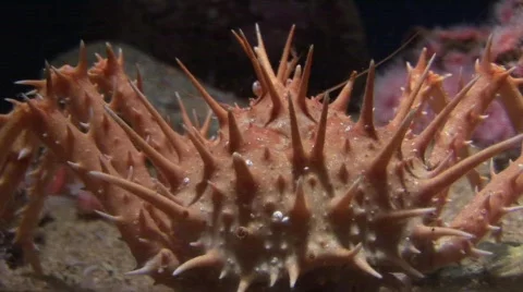 Spiked crab Stock Footage 491536