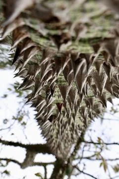 Spiked green bark Stock Photos
