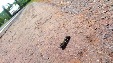 Spiked Mopani Worm. Stock Footage 173075088