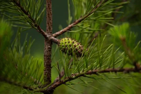 Spiked Pine Cone Grows On Dark Green Tree Foto stock