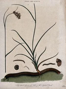 A spiked rush (Juncus spicatus) and millipede (Iulus species) with anatomic.. Stock Illustration