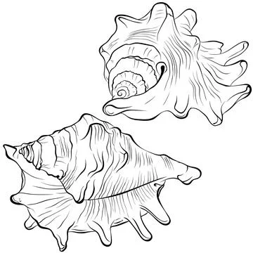 Spiked seashell arbitrary shape line art Stock Illustration