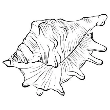 Spiked seashell arbitrary shape top view line art Stock Illustration