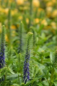 Spiked speedwell Stock Photos