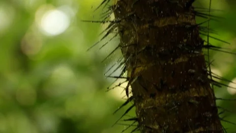 Spiked tree stem, tilt down camera Video stock 97932054