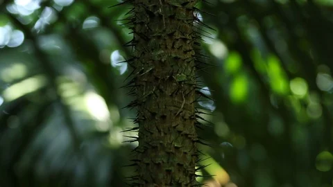 Spiked tree stem, tilt down camera Vídeos de archivo 98116412