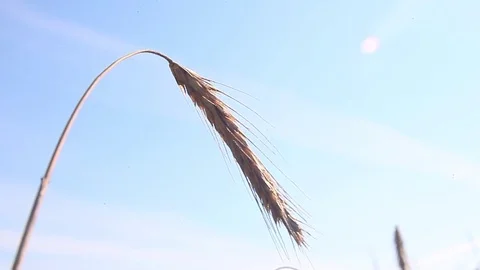 Spikelet of barley Stock Footage 81235344