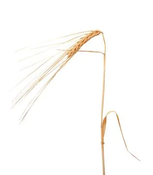 Spikelet of barley Stock Photos