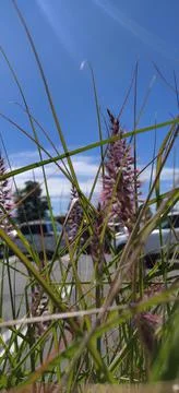 The spikelet of decorative grass Stock Photos