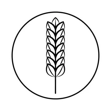 Spikelet of grain crop. Wheat, rye, rice. Vector image isolated on a white ba Stock Illustration