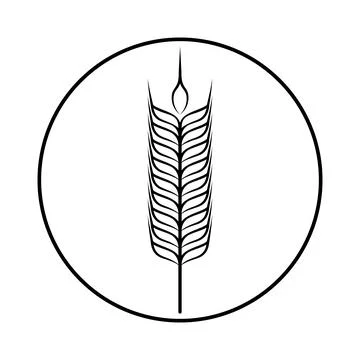 Spikelet of grain crop. Wheat, rye, rice. Vector image isolated on a white ba Stock Illustration