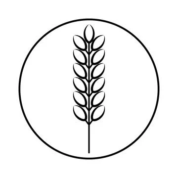 Spikelet of grain crop. Wheat, rye, rice. Vector image isolated on a white ba Stock Illustration