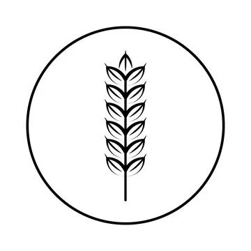 Spikelet of grain crop. Wheat, rye, rice. Vector image isolated on a white ba Stock Illustration