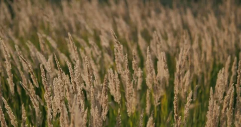Spikelet of grass swaying in the wind. Green grass with golden and fluffy ears. Stock Footage 130051147
