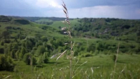 Spikelet Stock Photos