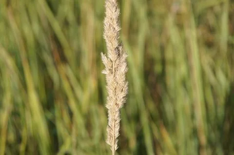 Spikelet Stock Photos