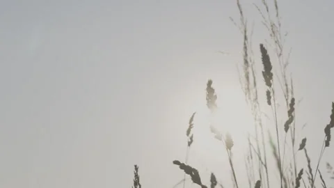 Spikelet plants shake in wind in field in clear weather Stock Footage 244772856