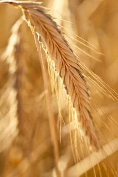 Spikelet of ripe wheat Stock Photos