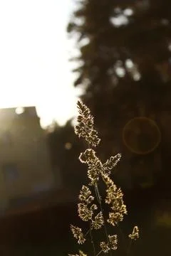 Spikelet in the sun Stock Photos