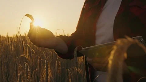 A spikelet at sunset in the hands of a farmer in a wheat field, agriculture. Video stock 256102103