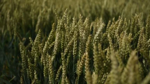 Spikelet sway in the wind. Wheat field close-up. Stock Footage 263673057