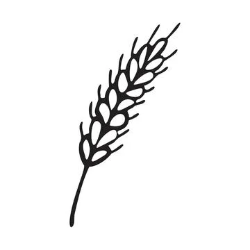 Spikelet  of wheat in doodle style. Simple black and white sketch of wheat,.. Stock Illustration