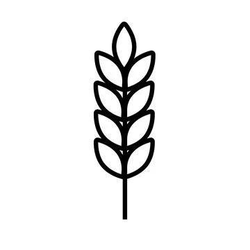 Spikelet  of wheat in doodle style. Simple black and white sketch of wheat,.. Stock Illustration