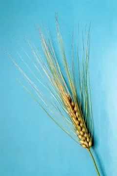 Spikelet of wheat Stock Photos