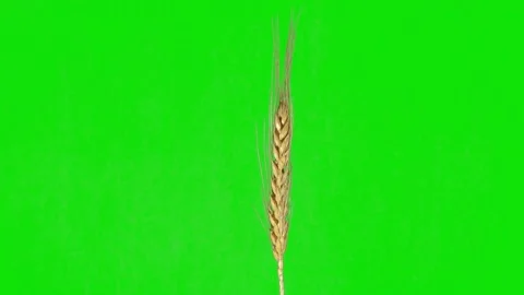 A spikelet of wheat rotates on a green background. Isolate. Video stock 139745759