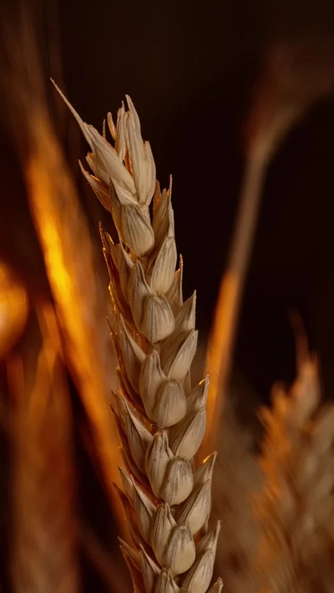 Spikelet of wheat in the sunshine vertical Stock Footage 268748135