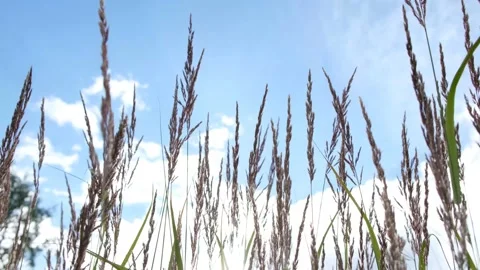 Spikelets and grass against the sky with clouds, bottom-up view Stock Footage 139256959