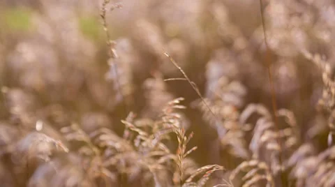 Spikelets are playing in the sun Stock Footage 32492656