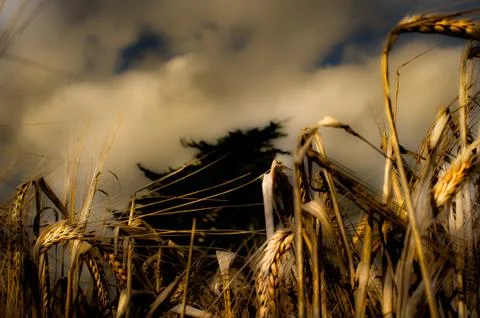 Spikelets on a background of gray cloudy sky Stock Photos