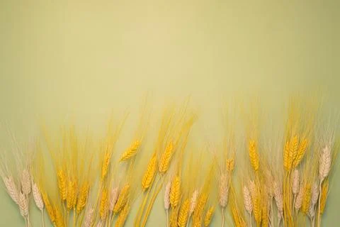 Spikelets on background Stock Photos