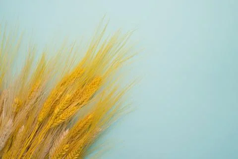 Spikelets on background Stock Photos