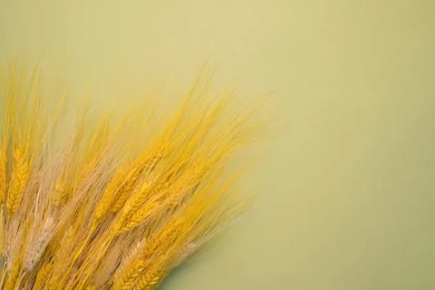 Spikelets on background Stock Photos