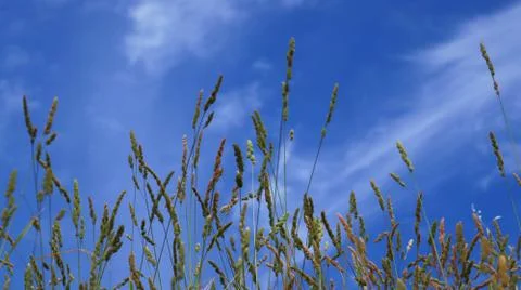 Spikelets on the background of a picturesque sky. Stock Photos